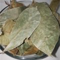 Soursop Leaves